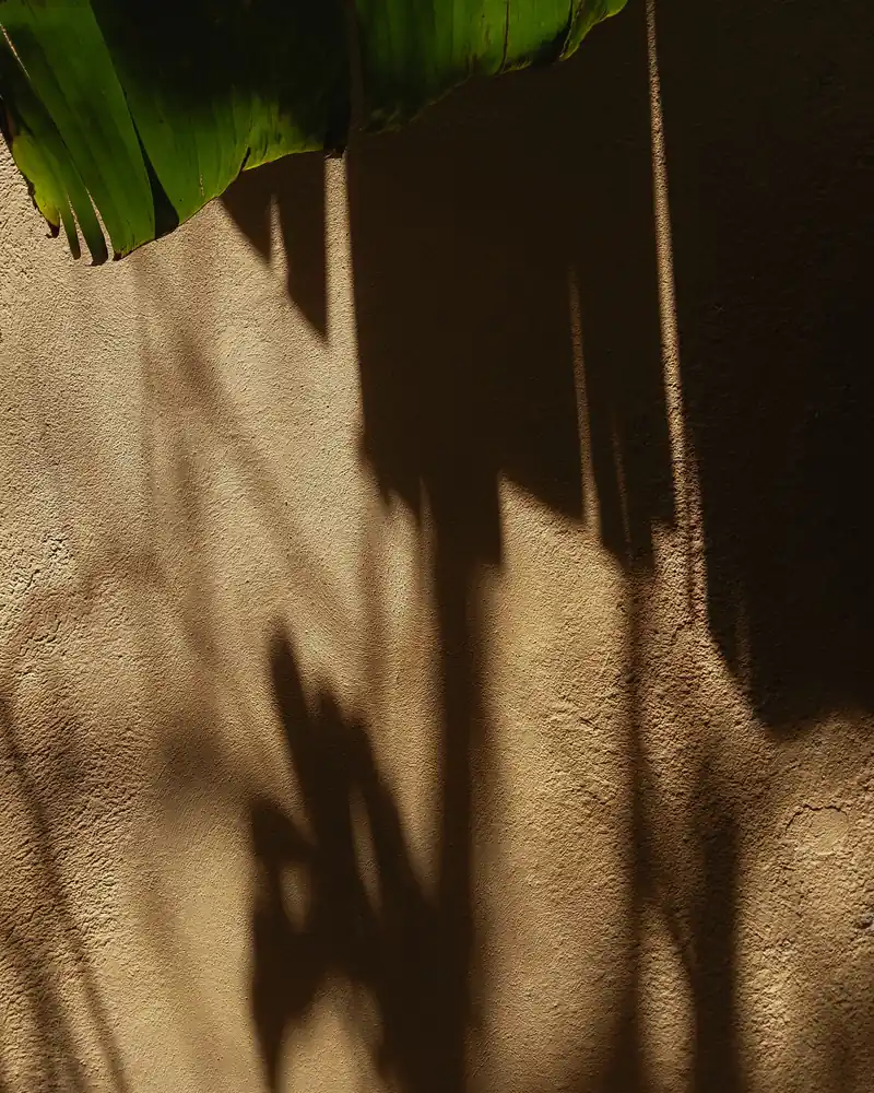 Tropical leaf shadows on a warm sunlit plaster wall